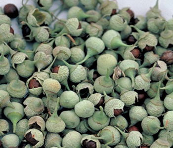 Kỹ thuật trồng cây bồ đề